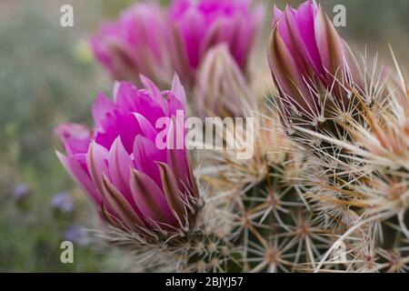 Igelkaktus, Echinocereus engelmannii, Kakteen, einheimische Pflanze, rosa-violette Blüte, Joshua Tree National Park, südliche Mojave-Wüste, Frühling. Stockfoto