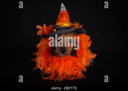 Dackel im Halloween Kostüm Stockfoto