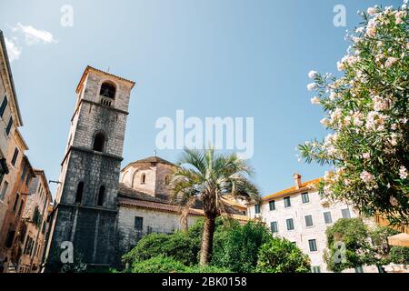 Kirche der Heiligen Maria Stiftskirche im Sommer in Kotor, Montenegro Stockfoto