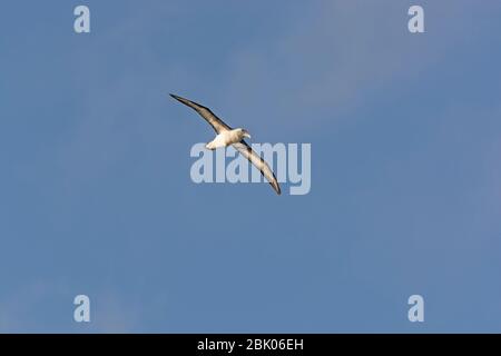 Wanderalbatross im Flug rund um Kap Horn in Südamerika Stockfoto