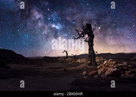 Sternenlichter und Milchstraße mit einsamem Baum in dunkler Nacht in der Wüste Tabernas bei Almeria-Spanien Stockfoto