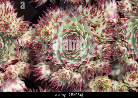 Sempervivum calcareum 'Sir William Lawrence'. Stockfoto