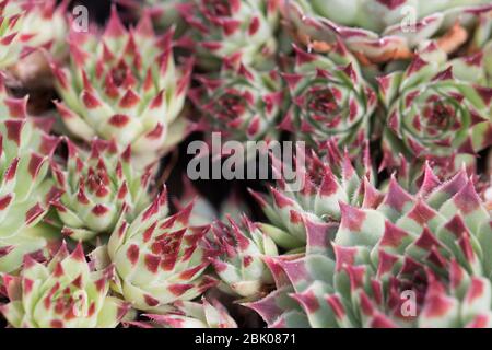 Sempervivum calcareum 'Sir William Lawrence'. Stockfoto