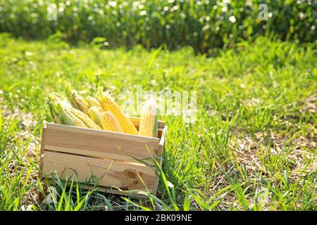Holzkiste mit Maiskolben im Feld Stockfoto