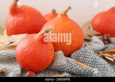 Frische Kürbisse auf gestrickte Plaid Stockfoto