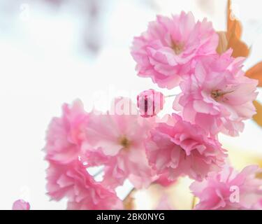 Kirschbaumblüten - Prunus serrulata Blume - Doppelkirschenbaum Blüte - Kwanzan Baum - Japanischer Kirschbaum aka. Orientalische Kirschbäume Stockfoto