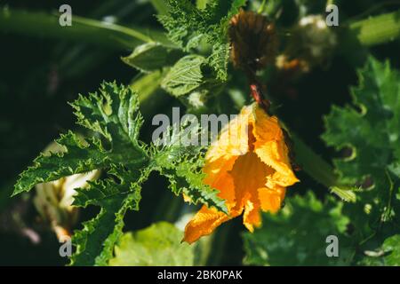 Zucchini-Blüten auf einem Hintergrund von hellgrünem Laub. Landwirtschaft und Landwirtschaft Konzept. Makroaufnahme mit selektivem Fokus und flachem Freiheitsgrad Stockfoto