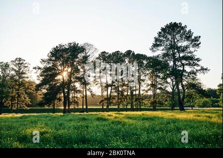 Grüne Wiese oder Weide oder Feld bei Sonnenuntergang oder Sonnenaufgang mit hellen Sonnenstrahlen hinter hohen Bäumen in Alabama, USA. Stockfoto