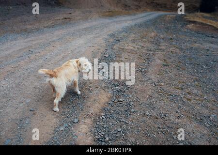 Streunende Straßenhunde gehen auf einer Straße in den Bergen entlang. Bergführer. Stockfoto