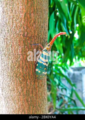 Bunte Insekt Cicada oder Laternen (Pyrops candelaria) Insekt auf Baum in der Natur kann von den immergrünen Wald und Gartenobst von Thailand gefunden werden. Stockfoto