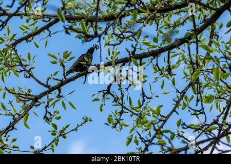 Sturnus vulgaris mit einem Wurm im Schnabel sitzt auf einem Zweig mit grünen jungen Blättern. Das Konzept der Erneuerung und des Frühlings-Sommer-Glücks Stockfoto