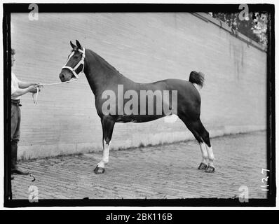 Pferd zeigt. McLEAN, JOHN ROLLEN. Seine Pferde Stockfoto