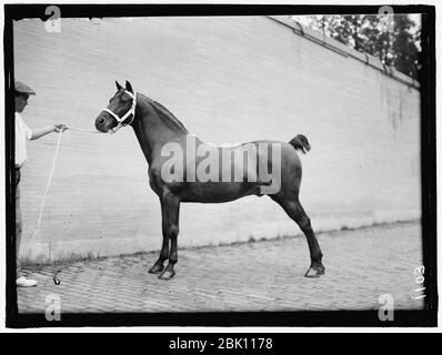 Pferd zeigt. McLEAN PFERDE Stockfoto