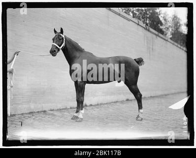 Pferd zeigt. McLEAN PFERDE Stockfoto