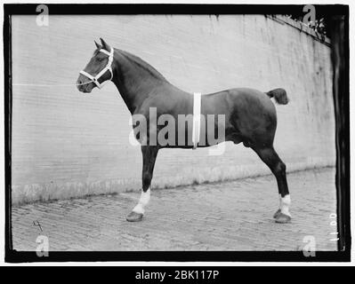 Pferd zeigt. McLEAN, JOHN ROLLEN. Seine Pferde Stockfoto