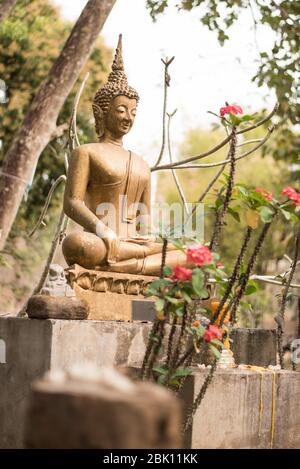 Goldene, meditierende buddha-Statue im Wat Kok Pab in Luang Prabang, Laos, umgeben von 'Geldbäumen' Stockfoto