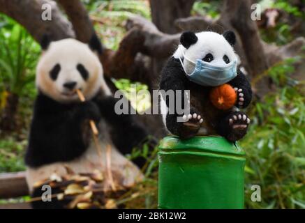 Peking, Chinas Provinz Guangdong. April 2020. Ein Panda-geformtes handgemachtes Spielzeug (R), das von einem Fan hergestellt wurde, wird im Changlong Wildlife Zoo in Guangzhou, der Hauptstadt der südchinesischen Provinz Guangdong, am 30. April 2020 gesehen. Der Zoo wurde am 30. April wieder für die Öffentlichkeit geöffnet. Kredit: Liu Dawei/Xinhua/Alamy Live News Stockfoto