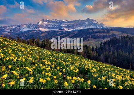 Narzissen (Narcissus) in Blüte vor dem Berg Hohgant am Abend, Schangnau, Emmental, Kanton Bern, Schweiz Stockfoto