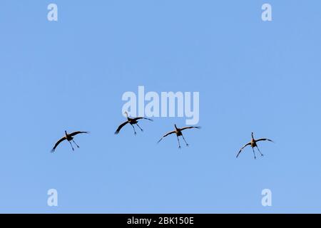 Kraniche (Grus grus), vier Erwachsene Vögel im Flug vor der Landung, Altenpleen, Mecklenburg-Vorpommern, Deutschland Stockfoto