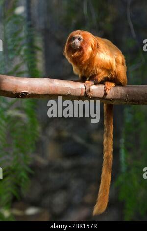 Goldlöwe Tamarin (Leontopithecus rosalia) auf Ast sitzend, gefangen, Loro Park, Puerto de la Cruz, Teneriffa, Spanien Stockfoto