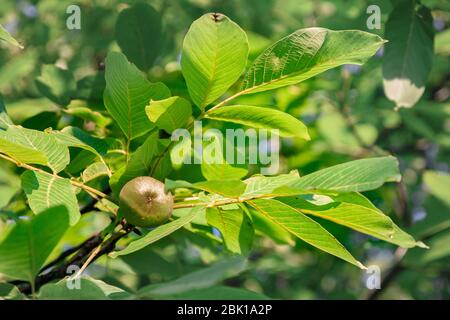 Grüne Frucht in vivo auf dem Hintergrund großer Blätter. Stockfoto