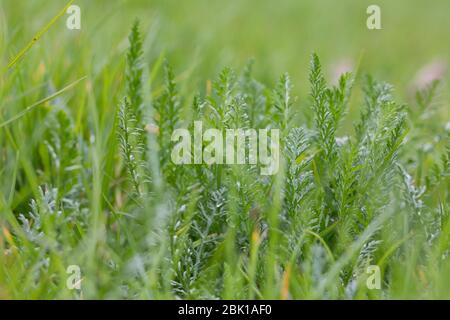Schafgarbe, gewerbliche Schafgarbe, Wiesen-Schafgarbe, Schafgabe, Achillea millefolium, Schafgarbe, Gemeine Schafgarbe, Achillée millefeuille, la Millefeuille, Stockfoto