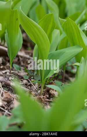 Gewöhnliches Maiglöckchen, Maiglöckchen, frische Blätter vor der Blüten, Mai-Glöckchen, Convallaria majalis, Life-of-the-Valley, Maiglöckchen, Ma Stockfoto