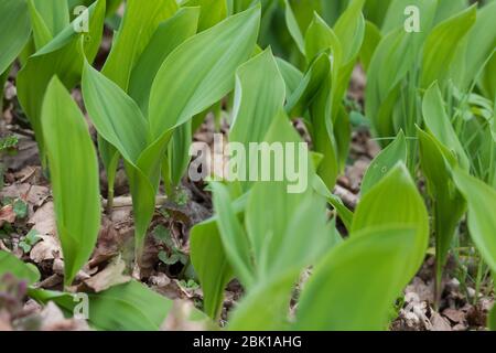 Gewöhnliches Maiglöckchen, Maiglöckchen, frische Blätter vor der Blüten, Mai-Glöckchen, Convallaria majalis, Life-of-the-Valley, Maiglöckchen, Ma Stockfoto