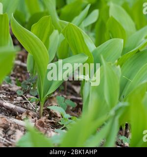 Gewöhnliches Maiglöckchen, Maiglöckchen, frische Blätter vor der Blüten, Mai-Glöckchen, Convallaria majalis, Life-of-the-Valley, Maiglöckchen, Ma Stockfoto