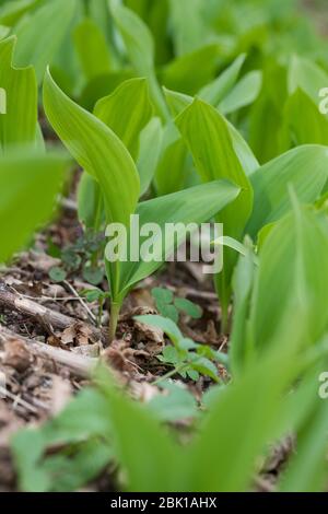 Gewöhnliches Maiglöckchen, Maiglöckchen, frische Blätter vor der Blüten, Mai-Glöckchen, Convallaria majalis, Life-of-the-Valley, Maiglöckchen, Ma Stockfoto