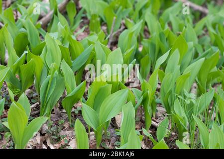 Gewöhnliches Maiglöckchen, Maiglöckchen, frische Blätter vor der Blüten, Mai-Glöckchen, Convallaria majalis, Life-of-the-Valley, Maiglöckchen, Ma Stockfoto