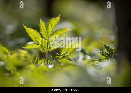 Gewöhnlicher Giersch, Giersch, Geißfuß, Aegopodium podagraria, ground Elder, Kraut, Gerard, Bishop's Weed, goutweed, Gicht Würze, Schnee-in-der-Berg, En Stockfoto