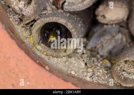 Gehörnte Mauerbiene, Weibchen am Nest, Neströhre, Niströhren, Niströhrchen, Wildbienen-Nisthilfe, Wildbienennisthilfe, Osmia cornuta, European Orchard Stockfoto