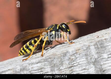 Gallische Feldsteppe, Französische Feldsteppe, Haus-Feldsteppe, Hausfeldsteppe, Polistes dominulus, Polistes dominula, Polistes gallicus, Polistes gallica Stockfoto