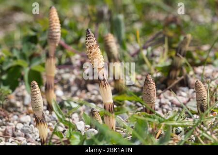 Acker-Schachtelhalm, Ackerschachtelhalm, Schachtelhalm, Zinnkraut, Acker-Zinnkraut, Fertile Sprosse, Equisetum arvense, Common Horsetail, Field horset Stockfoto