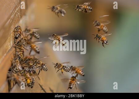 Nahaufnahme von fliegenden Honigbienen in Bienenstock-Apiary-Arbeitsbienen, die gelbe Pollen sammeln. Stockfoto