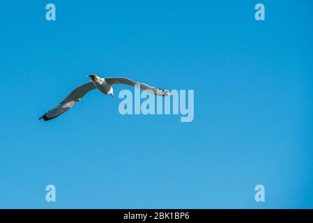 Einsame Möwe, die am Frühlingshimmel gegen den blauen Himmel fliegt Hintergrund Stockfoto