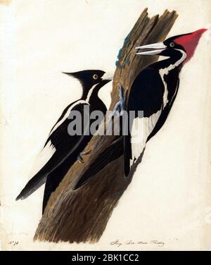 Houghton MS am 21 (31) - John James Audubon, Elfenbein Schnabelspecht. Stockfoto