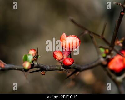 Die roten Blüten eines japanischen Quitten-Busches, Chaenomeles japonica oder Kusa-boke auf Japanisch, öffnen sich in einem Waldpark in der zentralen Kanagawa-Präfektur, Japan Stockfoto