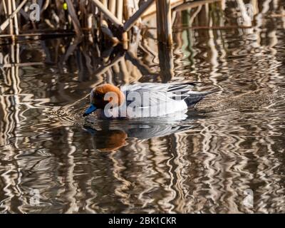 Ein männlicher eurasischer Wungeon, Mareca penelope, schwimmt über einen Teich im Izumi Forest Park in der Präfektur Kanagawa, Japan. Stockfoto