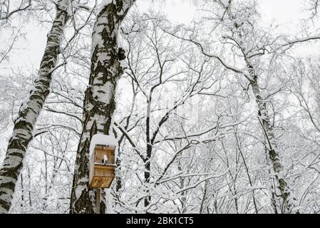 Hausgemachtes Vogelhaus aus Holz auf einer Birke in einem Winterwald Mit Schnee bedeckt Stockfoto