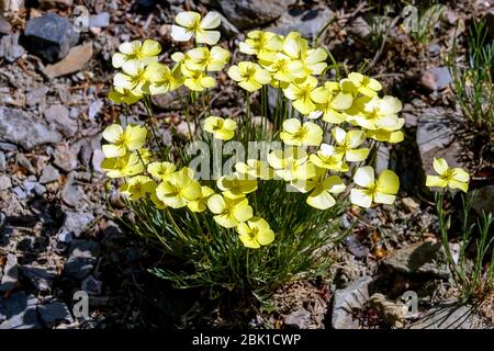 Eschscholzia, Collarless California Poppy Eschscholzia caespitosa „Sonnentau“ zitronengelbe Blüten Stockfoto