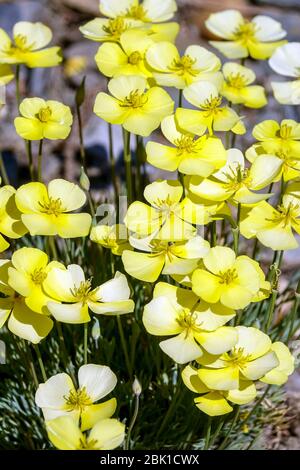 Collarless California Poppy Eschschscholzia caespitosa 'Sundaw' Stockfoto