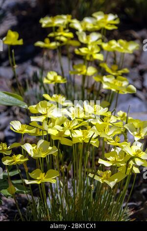 Collarless California Poppy Eschschscholzia caespitosa 'Sundaw' Stockfoto