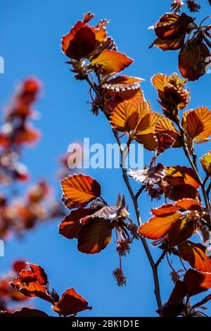 Europäische Buche Fagus sylvatica 'Atropurpurea' rotes Laub Stockfoto