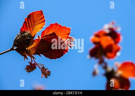 Europäische Buche Fagus sylvatica „Atropurpurea“ blüht Sonnenblumen Stockfoto