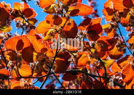 Europäische Buche Fagus sylvatica 'Atropurpurea' rote Blätter Sonnenlicht scheint Durch Blätter Stockfoto