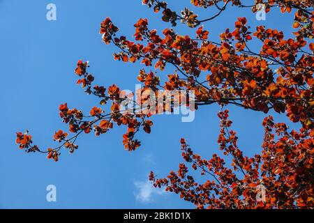 Europäische Buche Fagus sylvatica 'Atropurpurea' Zweige Stockfoto