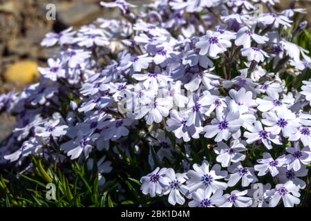 Phlox subulata Pharao Blaues Auge Stockfoto