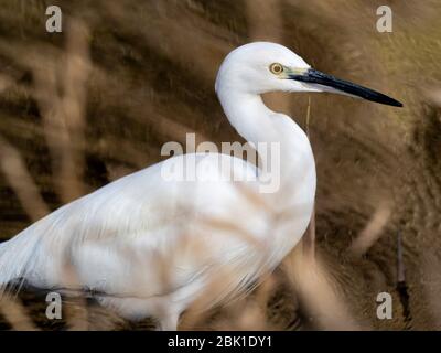 Ein weißer Reiher, Egretta garzetta, wadet in einem kleinen Teich, während er im Izumi Forest Park in der Präfektur Kanagawa, Japan angeln. Stockfoto